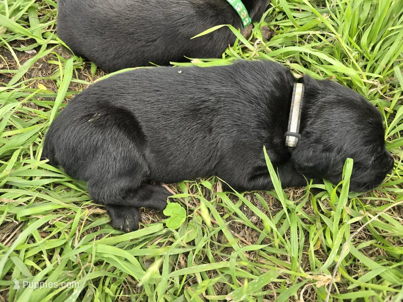 Ember – Cane Corso, Golden Retriever puppy for sale in Grandview, TX
