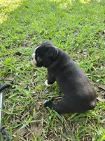 Lighting, a male Boston Terrier for sale in Grandview, TX – Photo 3 of 3