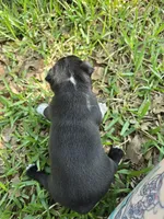 Lighting, a male Boston Terrier for sale in Grandview, TX – Photo 2 of 3