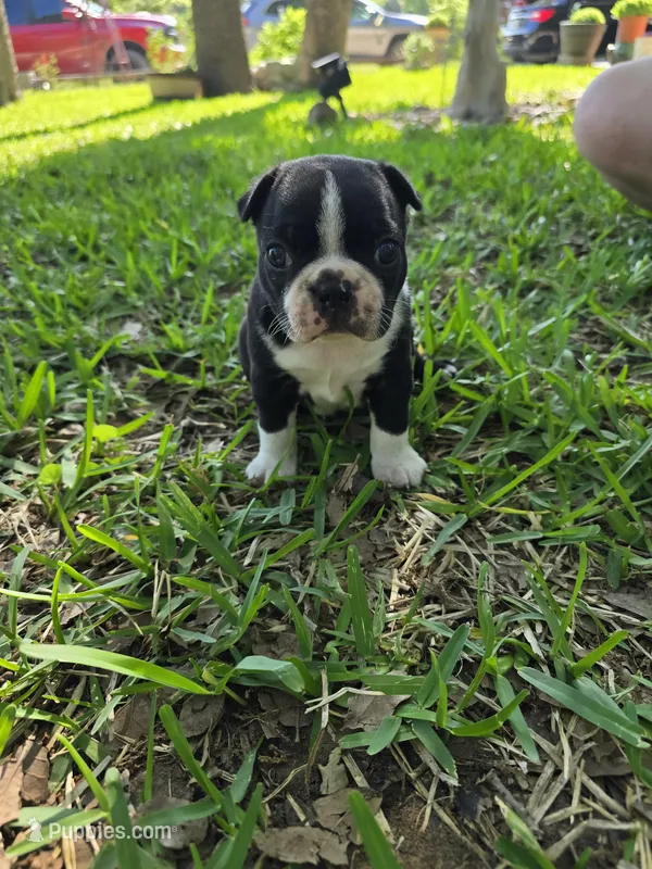 Lighting – Boston Terrier puppy for sale in Grandview, TX