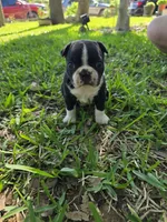 Lighting, a male Boston Terrier for sale in Grandview, TX – Photo 1 of 3