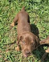 Wrecks, a male Cane Corso and Golden Retriever for sale in Grandview, TX – 2 of 4