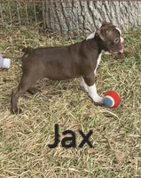 Jax (Green), a male Boston Terrier for sale in Grandview, TX – 3 of 6