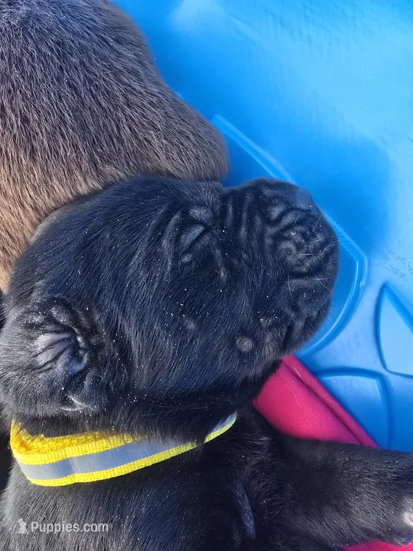 Echo – Cane Corso, Golden Retriever puppy for sale in Grandview, TX