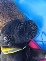 Echo, a female Cane Corso and Golden Retriever for sale in Grandview, TX – Photo 1 of 4
