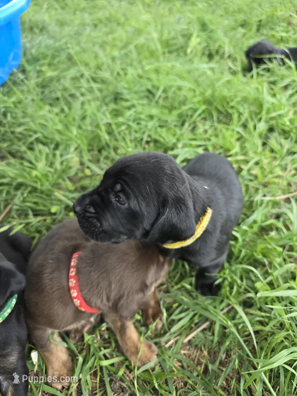 Echo – Cane Corso, Golden Retriever puppy for sale in Grandview, TX