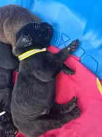 Echo, a female Cane Corso and Golden Retriever for sale in Grandview, TX – Photo 3 of 4