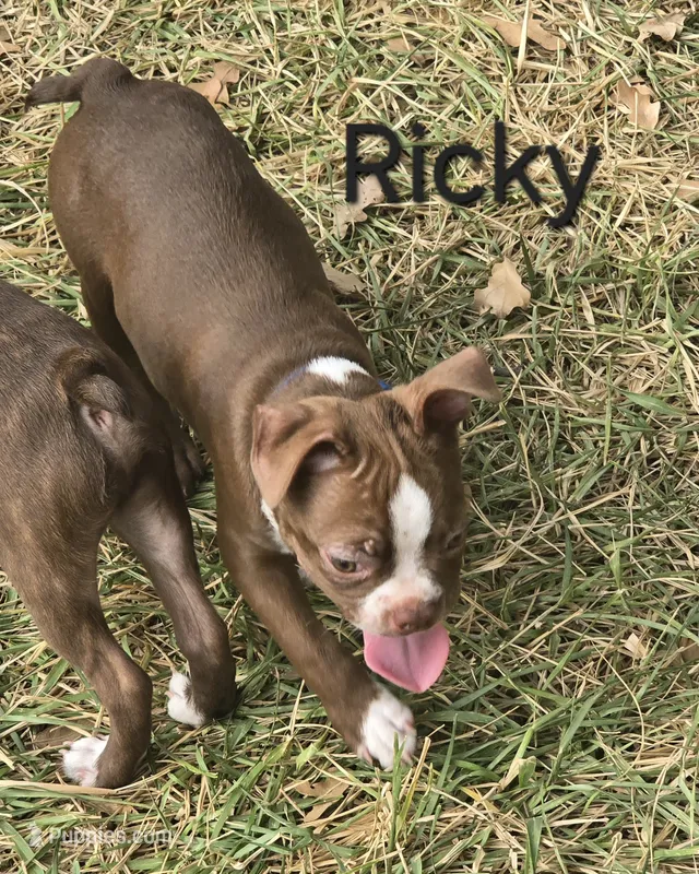 Lil Ricky (dark blue) – Boston Terrier puppy for sale in Grandview, TX