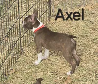 Axel (Red), a male Boston Terrier for sale in Grandview, TX – 4 of 4