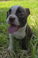 Purple, a female Boston Terrier for sale in Grandview, TX – 2 of 8