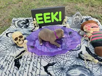 Hex, a female English Bulldog and Boston Terrier for sale in Grandview, TX – 3 of 7