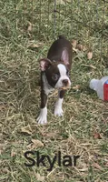 Skylar (Light Blue), a male Boston Terrier for sale in Grandview, TX – 4 of 5