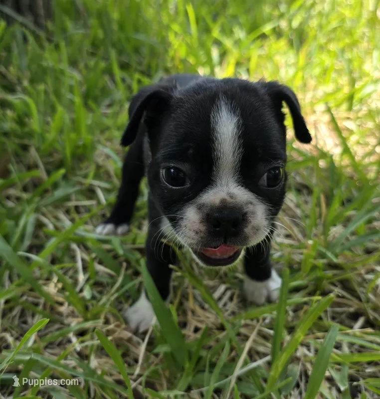Teal – Boston Terrier puppy for sale in Grandview, TX
