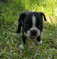 Teal, a male Boston Terrier for sale in Grandview, TX – 1 of 5