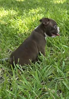 Lil Ricky (dark blue), a male Boston Terrier for sale in Grandview, TX – 7 of 7