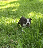 Pink, a female Boston Terrier for sale in Grandview, TX – 4 of 7