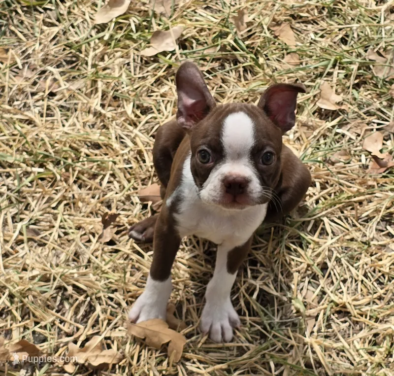 Pink – Boston Terrier puppy for sale in Grandview, TX