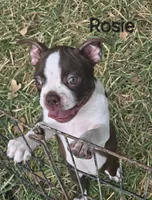 Rosie (Pink), a female Boston Terrier for sale in Grandview, TX – 7 of 7