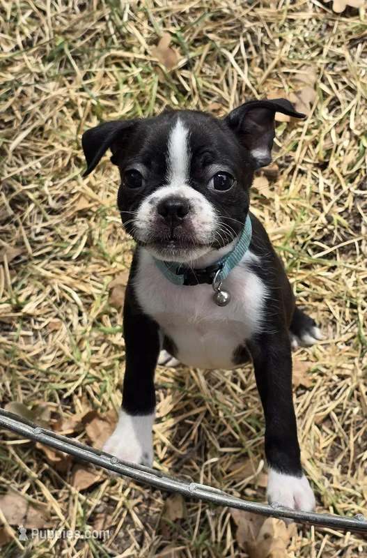 Teal – Boston Terrier puppy for sale in Grandview, TX