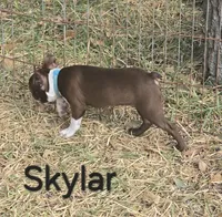 Skylar (Light Blue), a male Boston Terrier for sale in Grandview, TX – 5 of 5