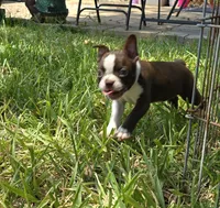 Purple, a female Boston Terrier for sale in Grandview, TX – 4 of 8