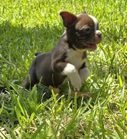 Green, a male Boston Terrier for sale in Grandview, TX – 2 of 7