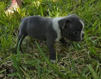 Gracie, a female Boston Terrier for sale in Grandview, TX – 3 of 3