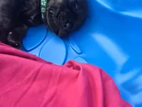 Spec, a male Cane Corso and Golden Retriever for sale in Grandview, TX – Photo 2 of 6