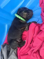 Spec, a male Cane Corso and Golden Retriever for sale in Grandview, TX – Photo 5 of 6