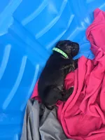 Spec, a male Cane Corso and Golden Retriever for sale in Grandview, TX – Photo 4 of 6