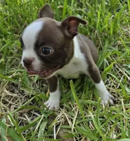 Light Blue, a male Boston Terrier for sale in Grandview, TX – 6 of 6
