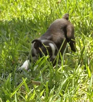 Green, a male Boston Terrier for sale in Grandview, TX – 7 of 7
