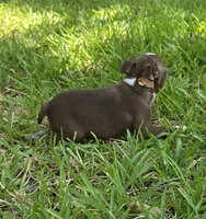 Lil Ricky (dark blue), a male Boston Terrier for sale in Grandview, TX – 3 of 7