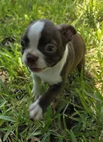 Purple, a female Boston Terrier for sale in Grandview, TX – 6 of 8
