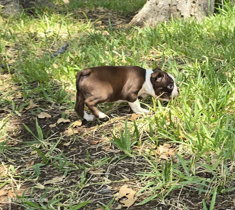 Pink – Boston Terrier puppy for sale in Grandview, TX