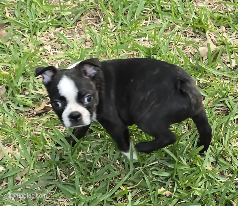 Hershey Kiss – Boston Terrier puppy for sale in Grandview, TX