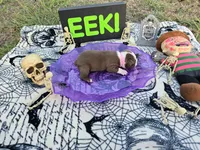 Salem, a female English Bulldog and Boston Terrier for sale in Grandview, TX – 2 of 7