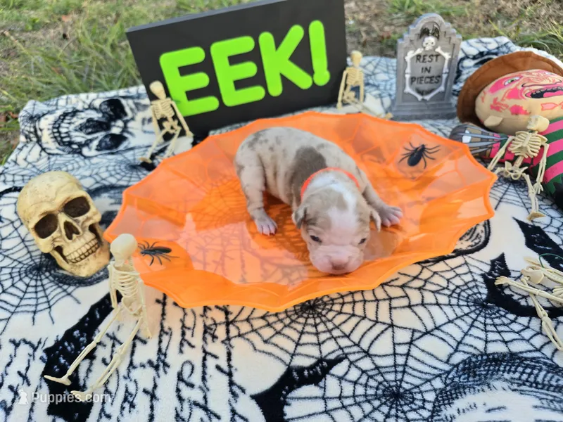 Jinx – English Bulldog, Boston Terrier puppy for sale in Grandview, TX