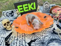 Jinx, a male English Bulldog and Boston Terrier for sale in Grandview, TX – 1 of 7