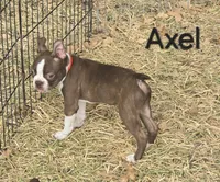 Axel (Red), a male Boston Terrier for sale in Grandview, TX – 3 of 4
