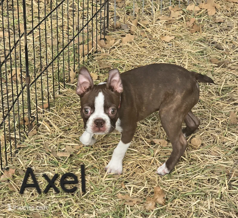 Axel (Red) – Boston Terrier puppy for sale in Grandview, TX