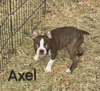 Axel (Red), a male Boston Terrier for sale in Grandview, TX – 1 of 4