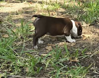 Pink, a female Boston Terrier for sale in Grandview, TX – 7 of 7