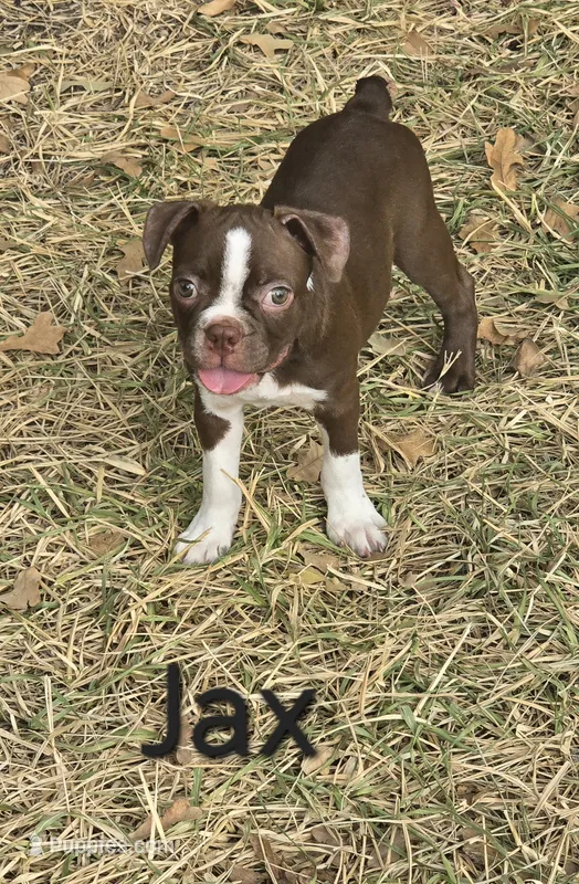 Jax (Green) – Boston Terrier puppy for sale in Grandview, TX