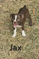 Jax (Green), a male Boston Terrier for sale in Grandview, TX – 1 of 6