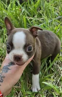 Light Blue, a male Boston Terrier for sale in Grandview, TX – 2 of 6