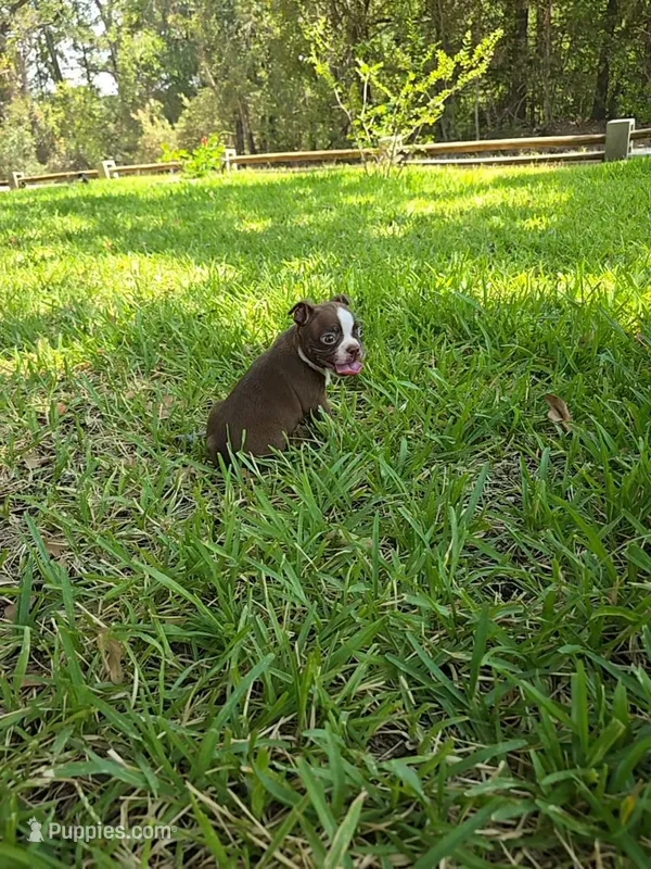 Lil Ricky (dark blue) – Boston Terrier puppy for sale in Grandview, TX