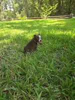 Lil Ricky (dark blue), a male Boston Terrier for sale in Grandview, TX – 1 of 7
