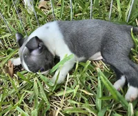 Bonnie, a female Boston Terrier for sale in Grandview, TX – 3 of 3