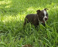 Lil Ricky (dark blue), a male Boston Terrier for sale in Grandview, TX – 4 of 7